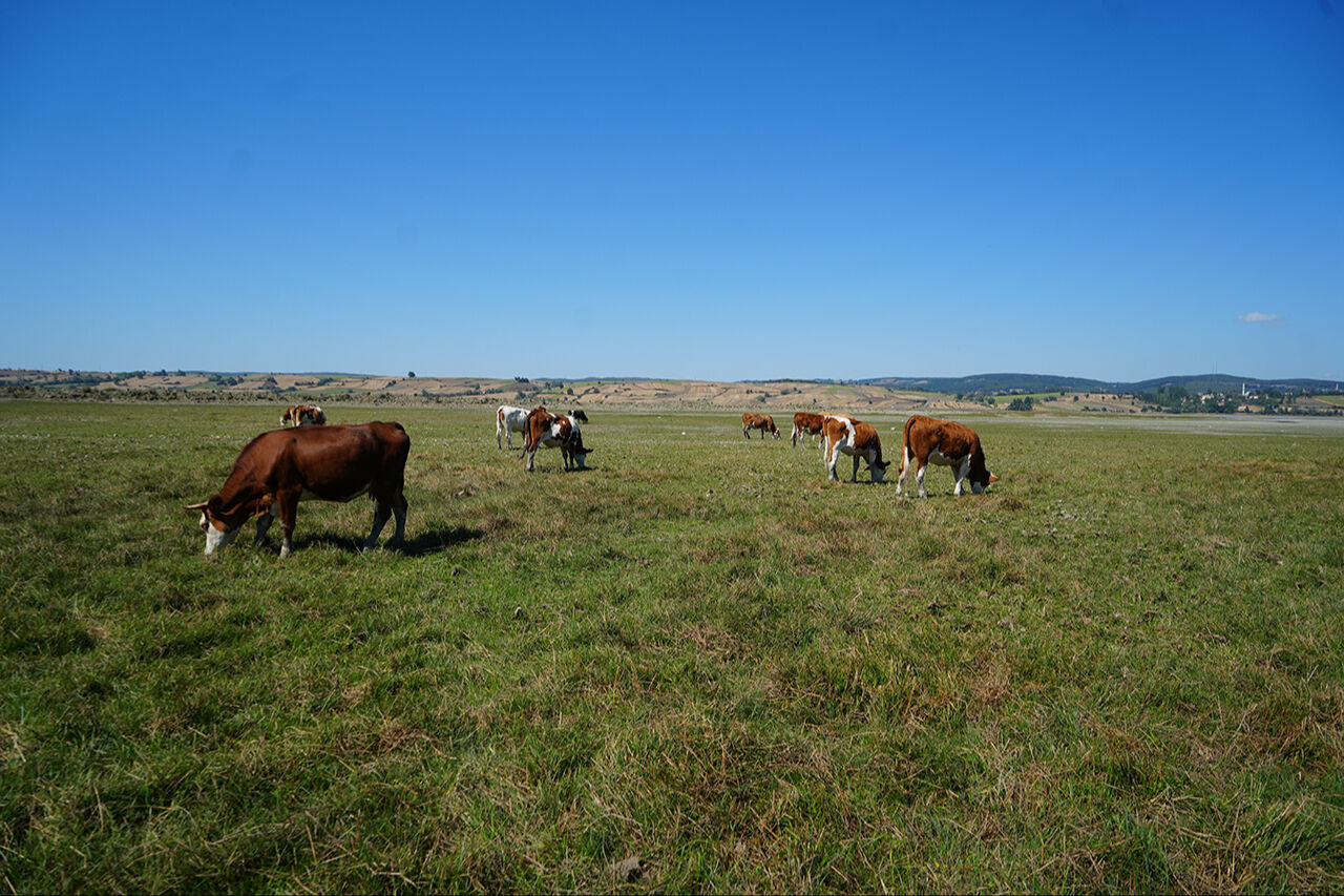 Artık balıklar değil, inekler besleniyor! Ünlü Ladik Göl'ünde acı manzara: Kuraklık yüzünden can çekişiyor - 3. Resim