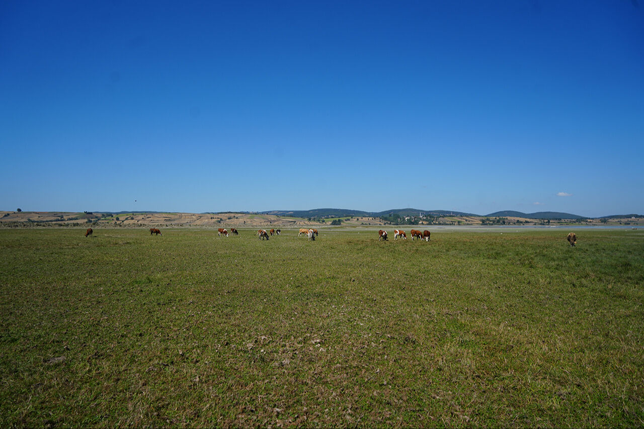 Artık balıklar değil, inekler besleniyor! Ünlü Ladik Göl'ünde acı manzara: Kuraklık yüzünden can çekişiyor - 5. Resim