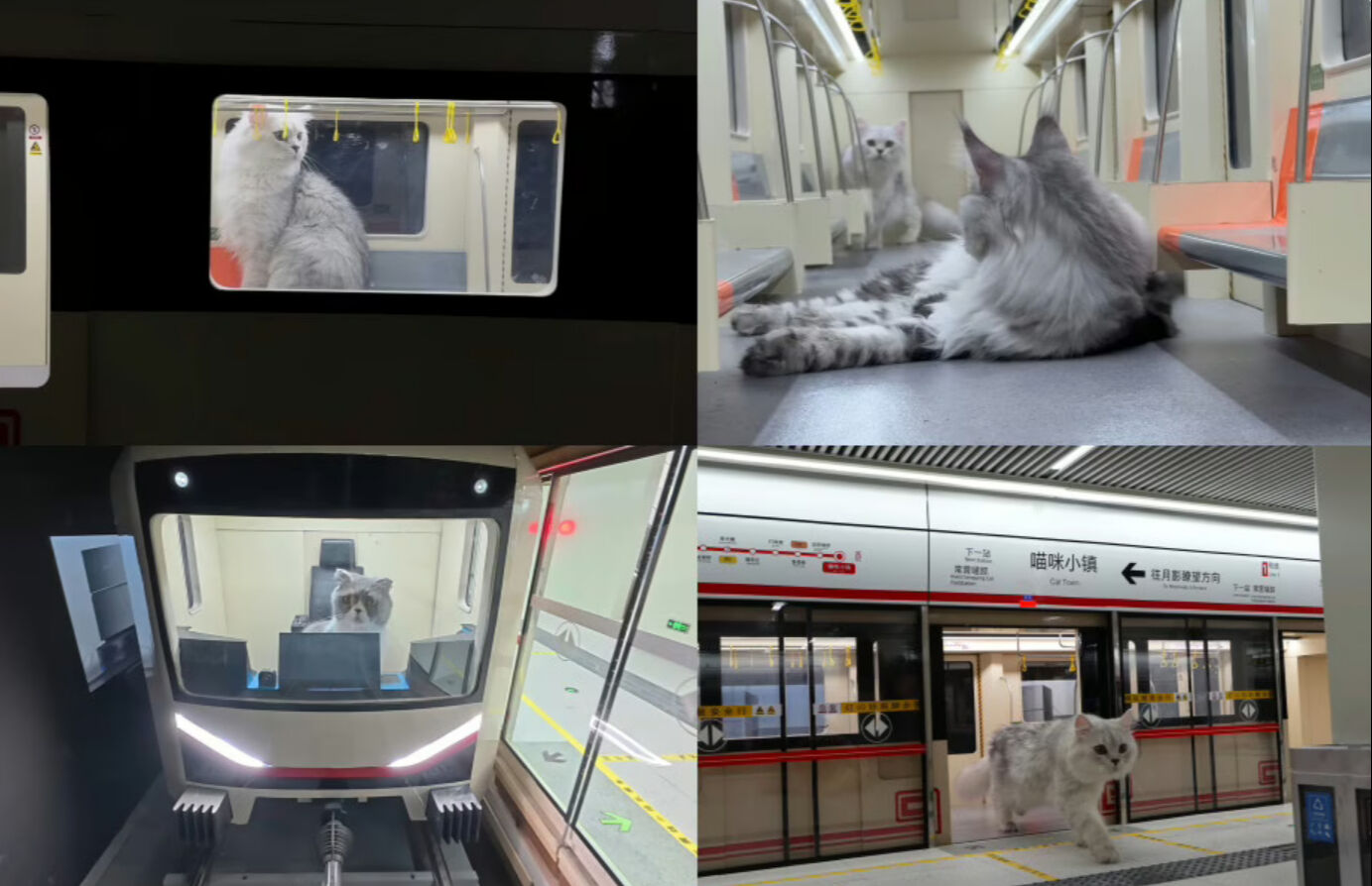 Dünyada bir ilk: Çinli YouTuber kedileri için metro İstasyonu yaptı! - 1. Resim