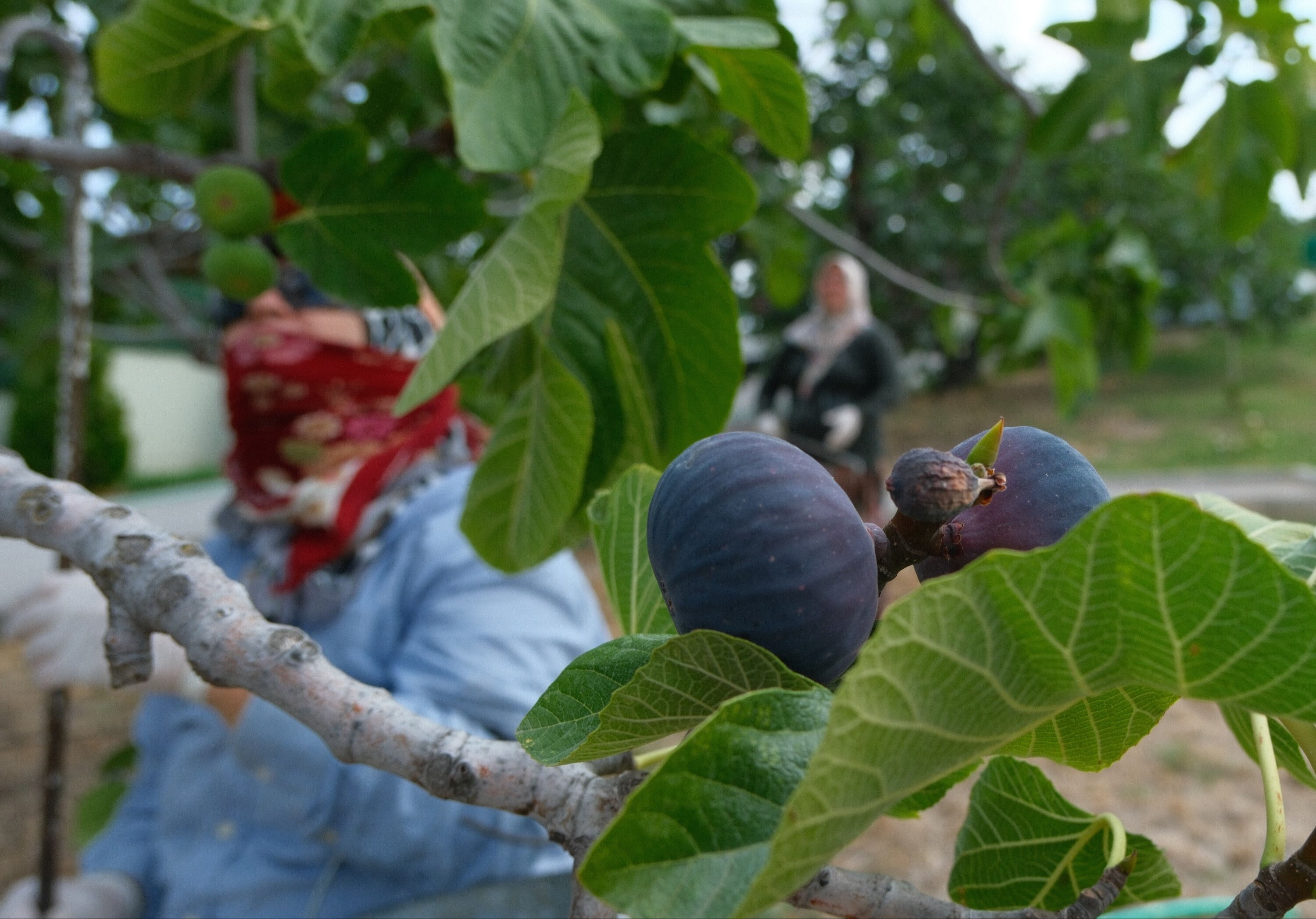 D&uuml;nyada sadece Bursa'da &uuml;retiliyor, 32 &uuml;lkeye ihra&ccedil; ediliyor! Tarlada kilosu 150 lira - 1. Resim