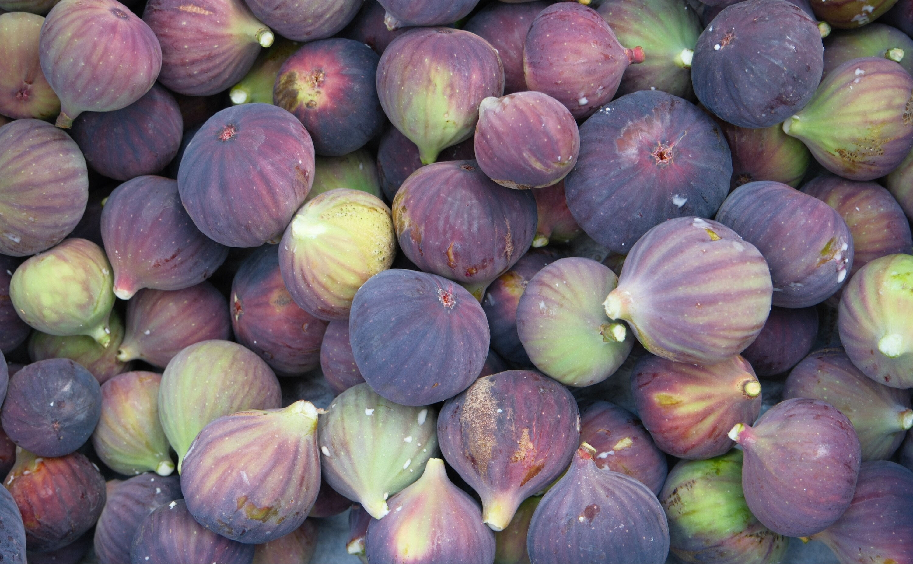 D&uuml;nyada sadece Bursa'da &uuml;retiliyor, 32 &uuml;lkeye ihra&ccedil; ediliyor! Tarlada kilosu 150 lira - 2. Resim