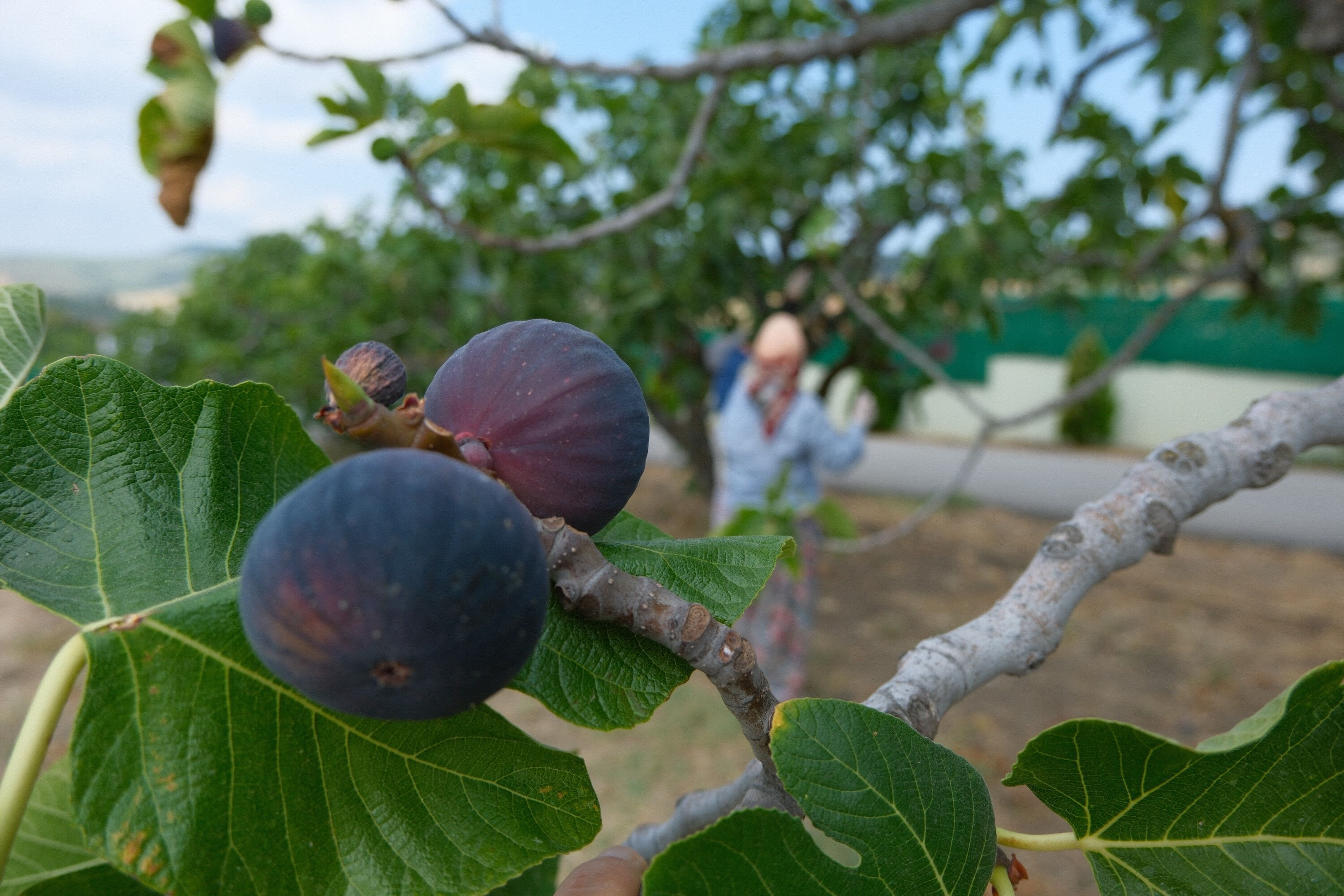 D&uuml;nyada sadece Bursa'da &uuml;retiliyor, 32 &uuml;lkeye ihra&ccedil; ediliyor! Tarlada kilosu 150 lira - 3. Resim