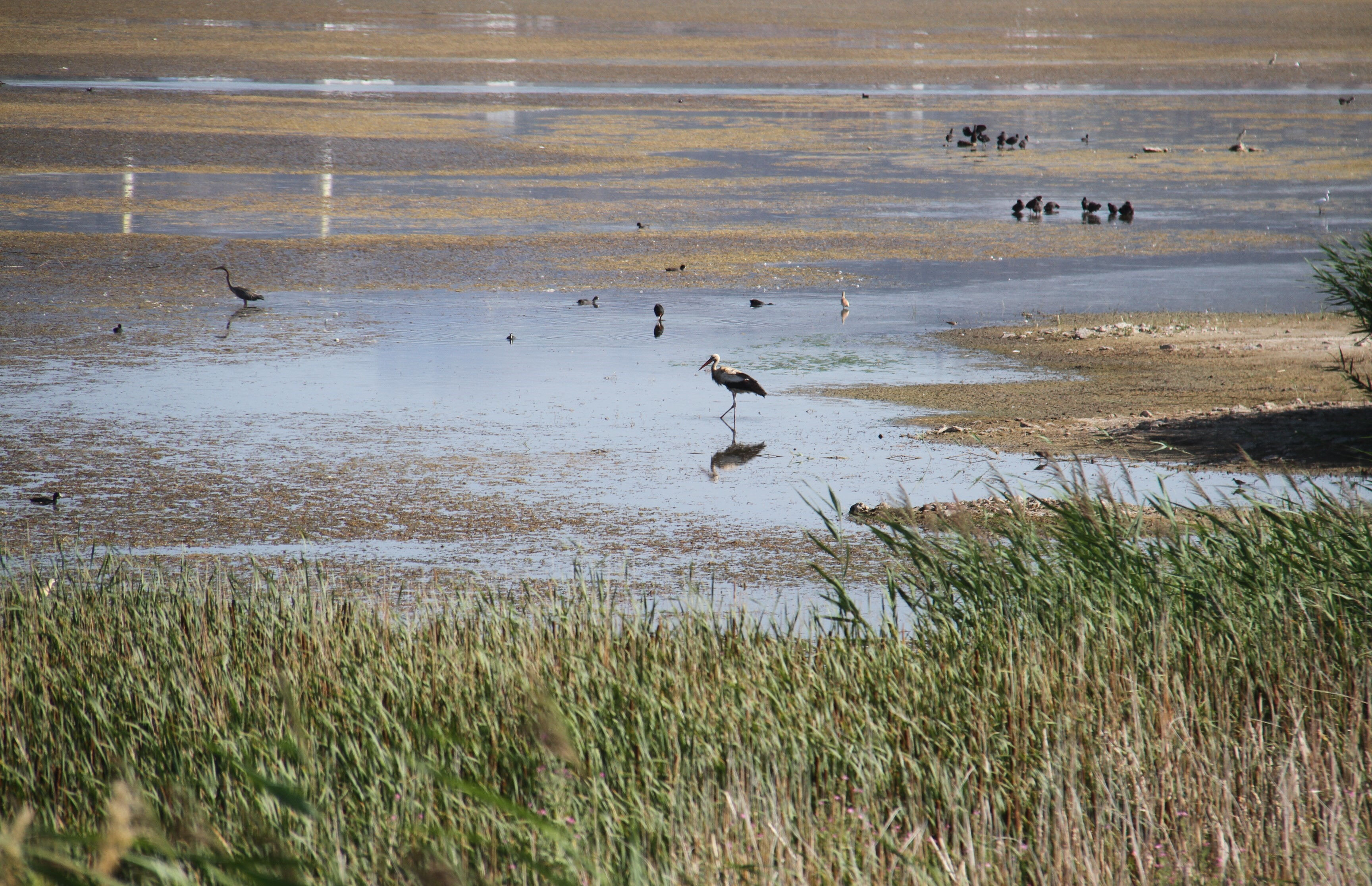 En düşük seviyeye ulaştı! Türkiye'nin ünlü tatlı su gölünde vahim tablo - 6. Resim