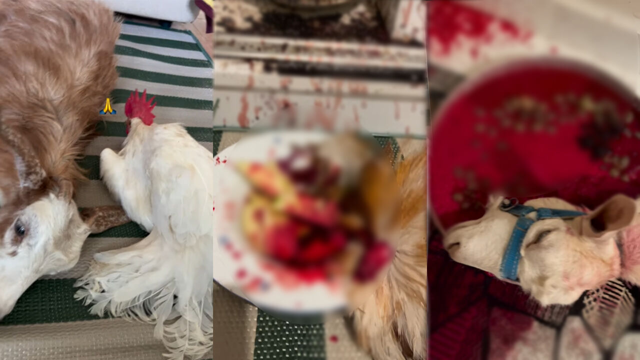 Mide bulandıran görüntüler! Şaman olduğu söyleyerek iğrenç ritüelleri paylaştı, evine giren ekipler şoke oldu - 2. Resim