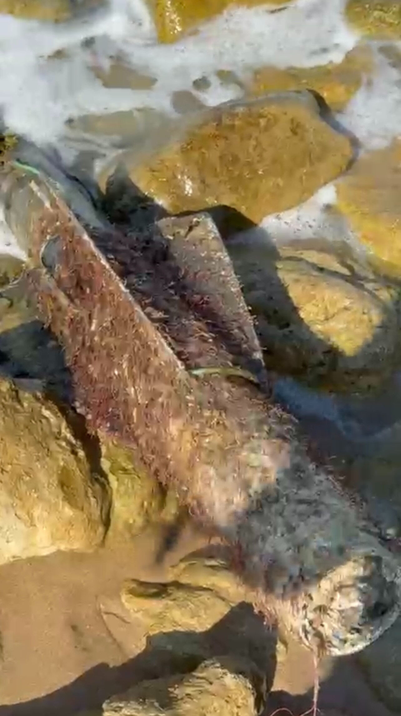 Şile sahilinde panik anları! Roket başlığı SAS ekiplerince imha edildi&nbsp; - 1. Resim