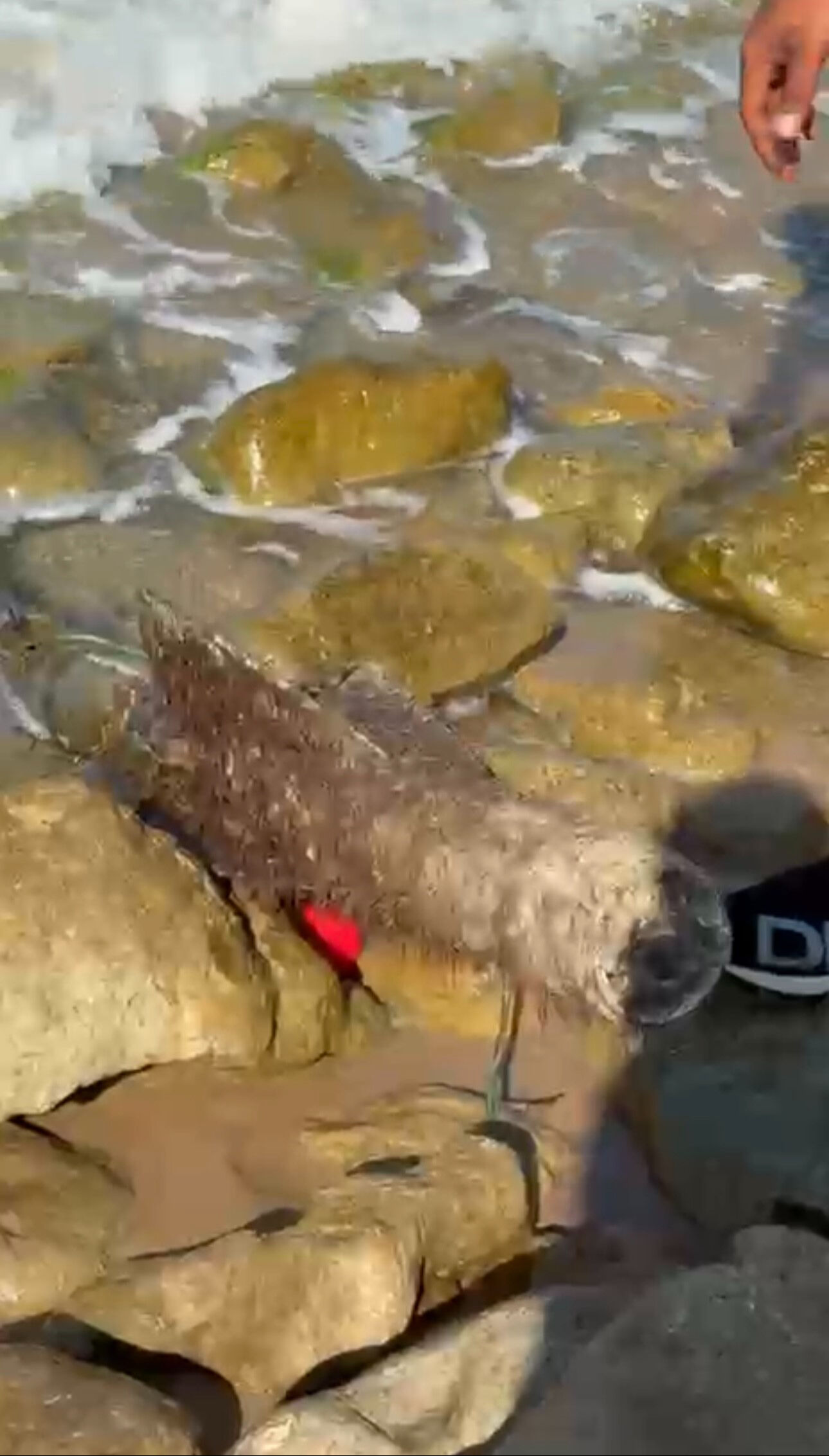 Şile sahilinde panik anları! Roket başlığı SAS ekiplerince imha edildi&nbsp; - 2. Resim