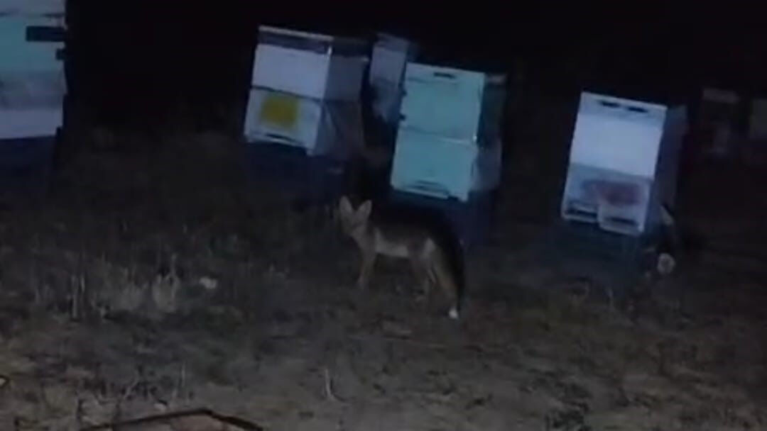 Tilki ile arıcının gülümseten anları gündem oldu: 