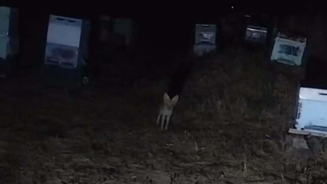 Tilki ile arıcının gülümseten anları gündem oldu: 