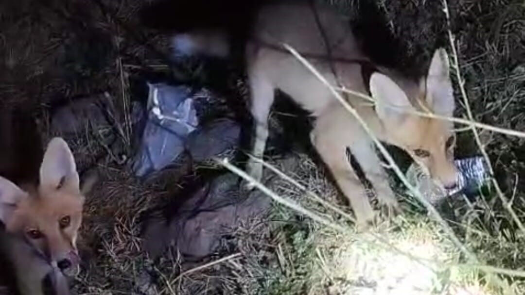 Tilki ile arıcının gülümseten anları gündem oldu: 