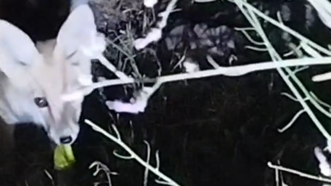 Tilki ile arıcının gülümseten anları gündem oldu: 