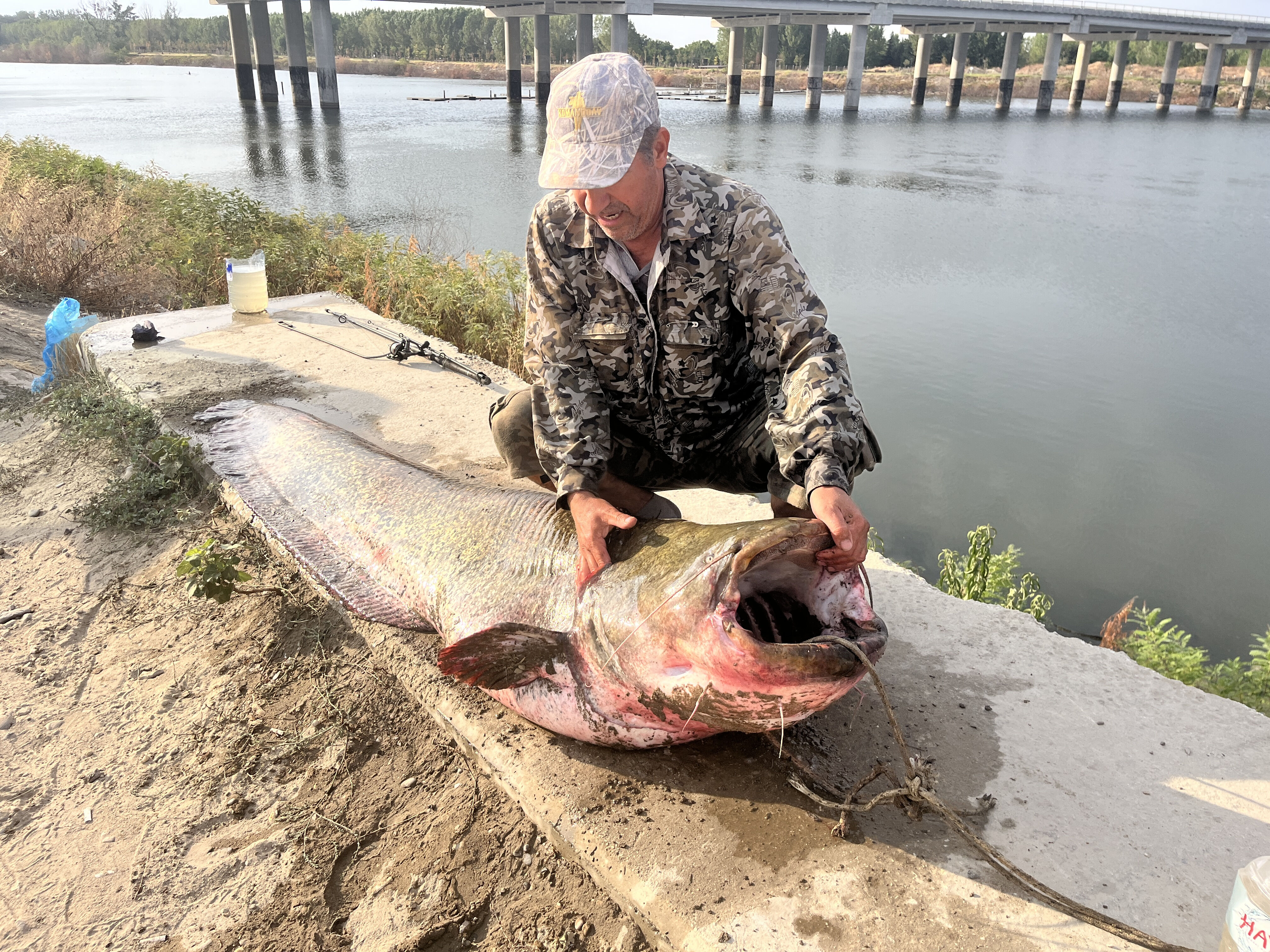 Uzunluğu 2,5 metre, ağırlığı 100 kilo! Meri&ccedil; Nehri'nde yakalandı, 1 saatte kıyıya &ccedil;ıkarıldı&nbsp; - 2. Resim