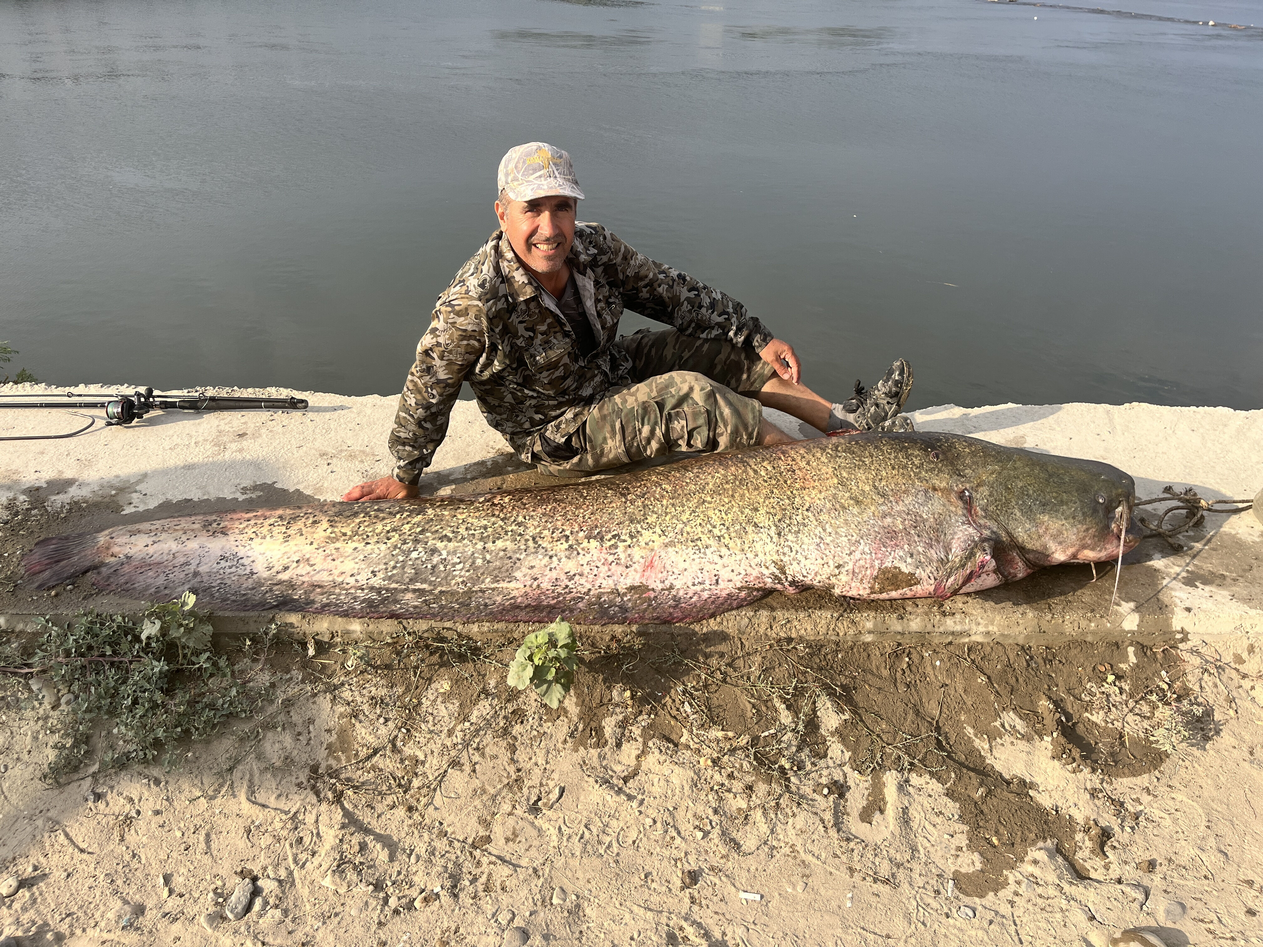 Uzunluğu 2,5 metre, ağırlığı 100 kilo! Meri&ccedil; Nehri'nde yakalandı, 1 saatte kıyıya &ccedil;ıkarıldı&nbsp; - 1. Resim