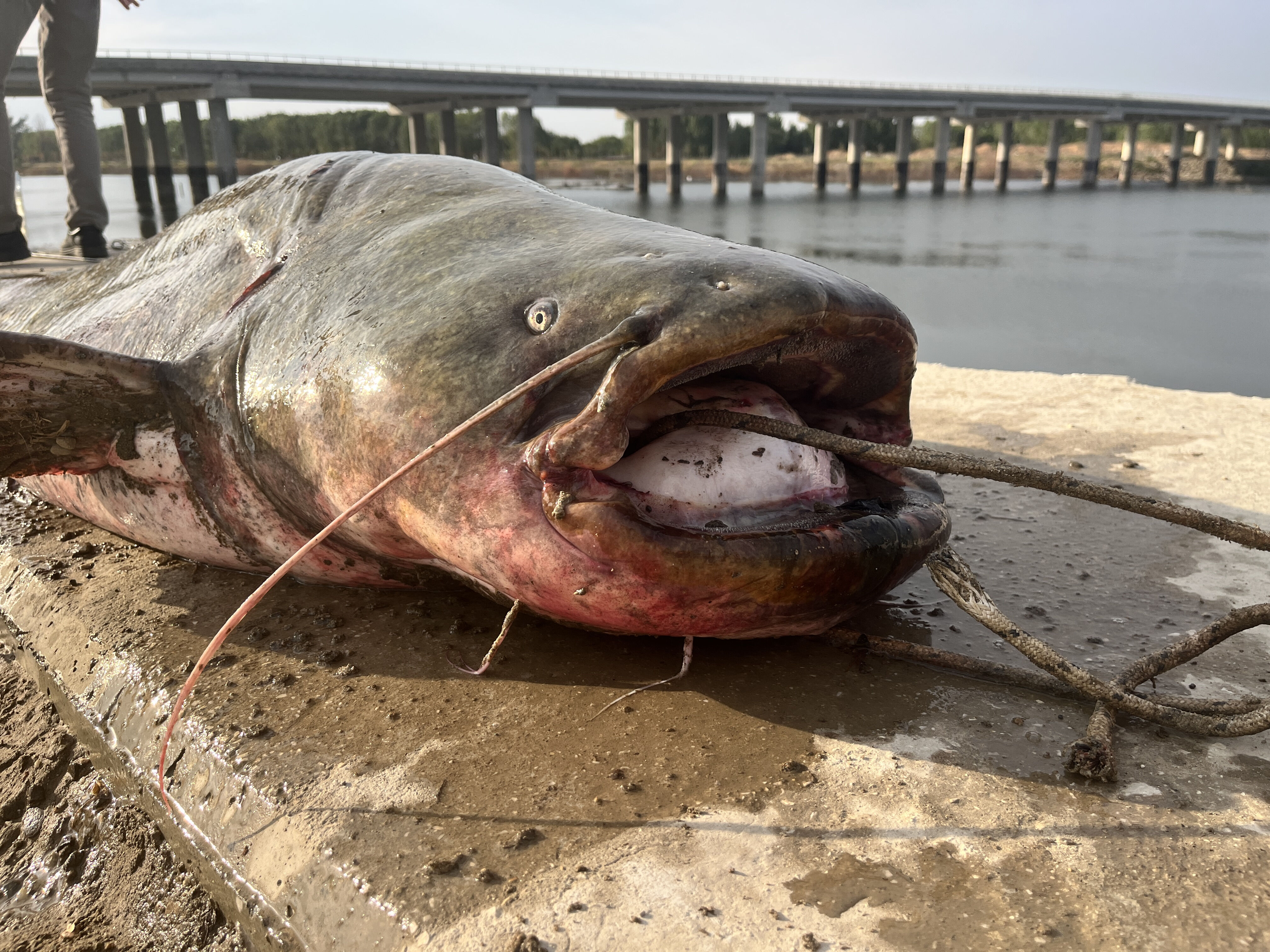 Uzunluğu 2,5 metre, ağırlığı 100 kilo! Meri&ccedil; Nehri'nde yakalandı, 1 saatte kıyıya &ccedil;ıkarıldı&nbsp; - 3. Resim