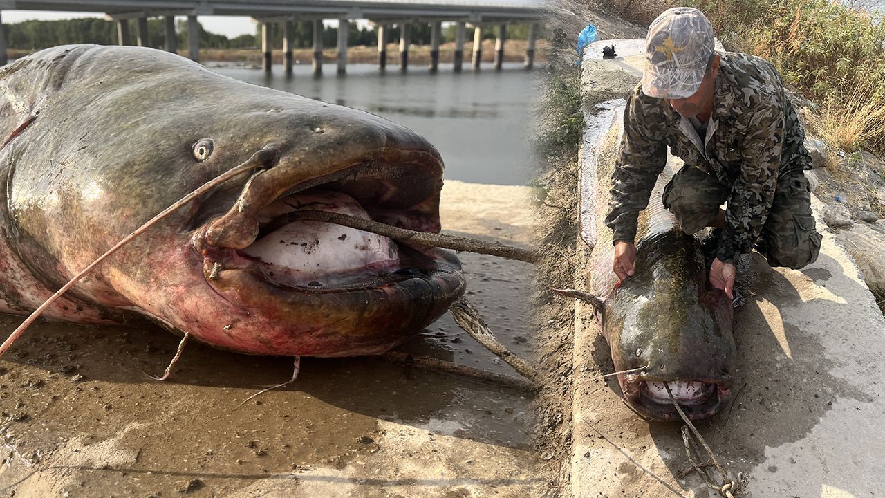 Uzunluğu 2,5 metre, ağırlığı 100 kilo! Meriç Nehri&#039;nde yakalandı, 1 saatte kıyıya çıkarıldı 