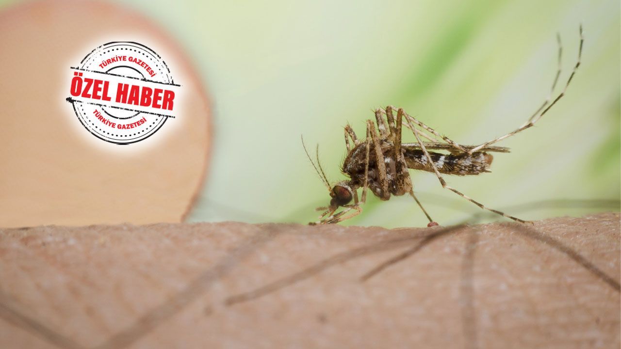 Virüsü robot köpekler durduracak! ‘ChIkungunya’dan 90 ölüm Virüsü robot köpekler durduracak! ‘ChIkungunya’dan 90 ölüm