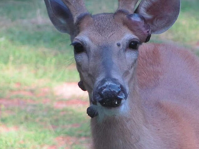 ABD'de hayvanlarda virüs alarmı! Önce tavşanlar ve sincaplar şimdi de geyikler - 1. Resim