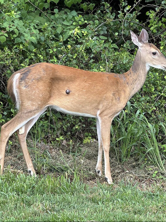 ABD'de hayvanlarda virüs alarmı! Önce tavşanlar ve sincaplar şimdi de geyikler - 3. Resim