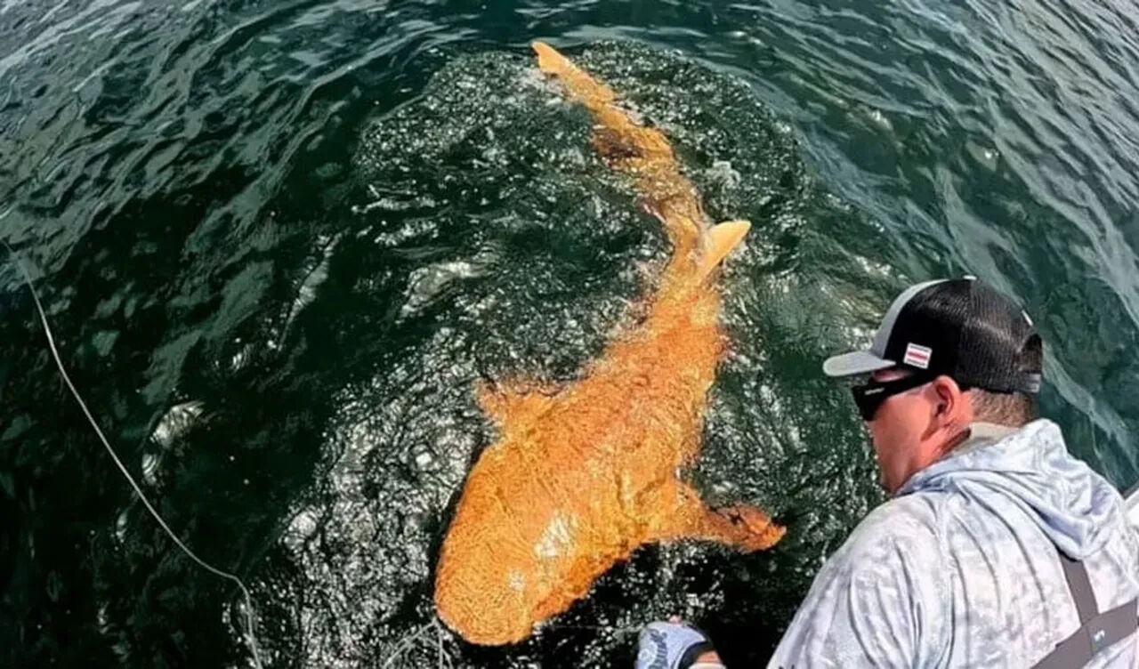 Bir ilk! Turuncu köpek balığını gören dönüp bir daha baktı! Balıkçılar telefona sarıldı - 1. Resim