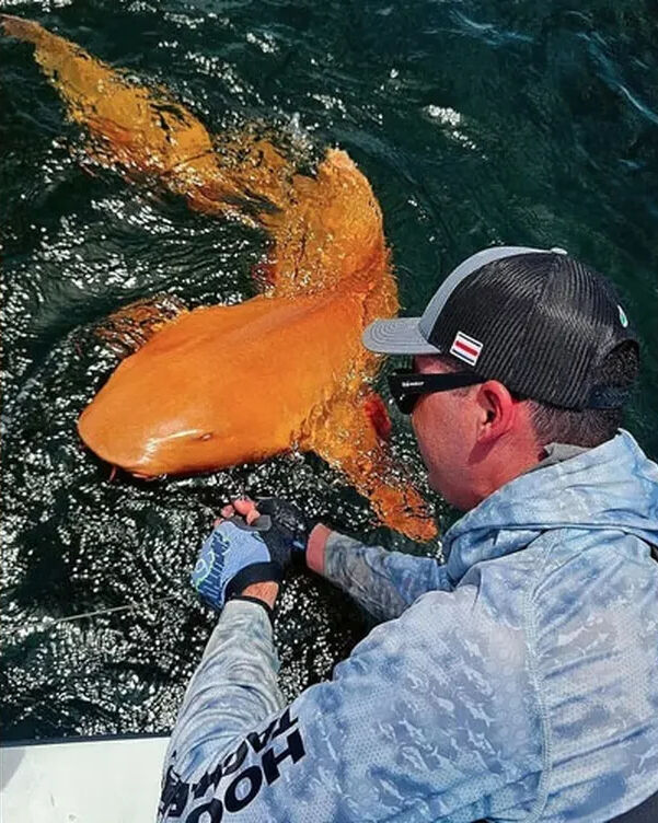 Bir ilk! Turuncu köpek balığını gören dönüp bir daha baktı! Balıkçılar telefona sarıldı - 2. Resim