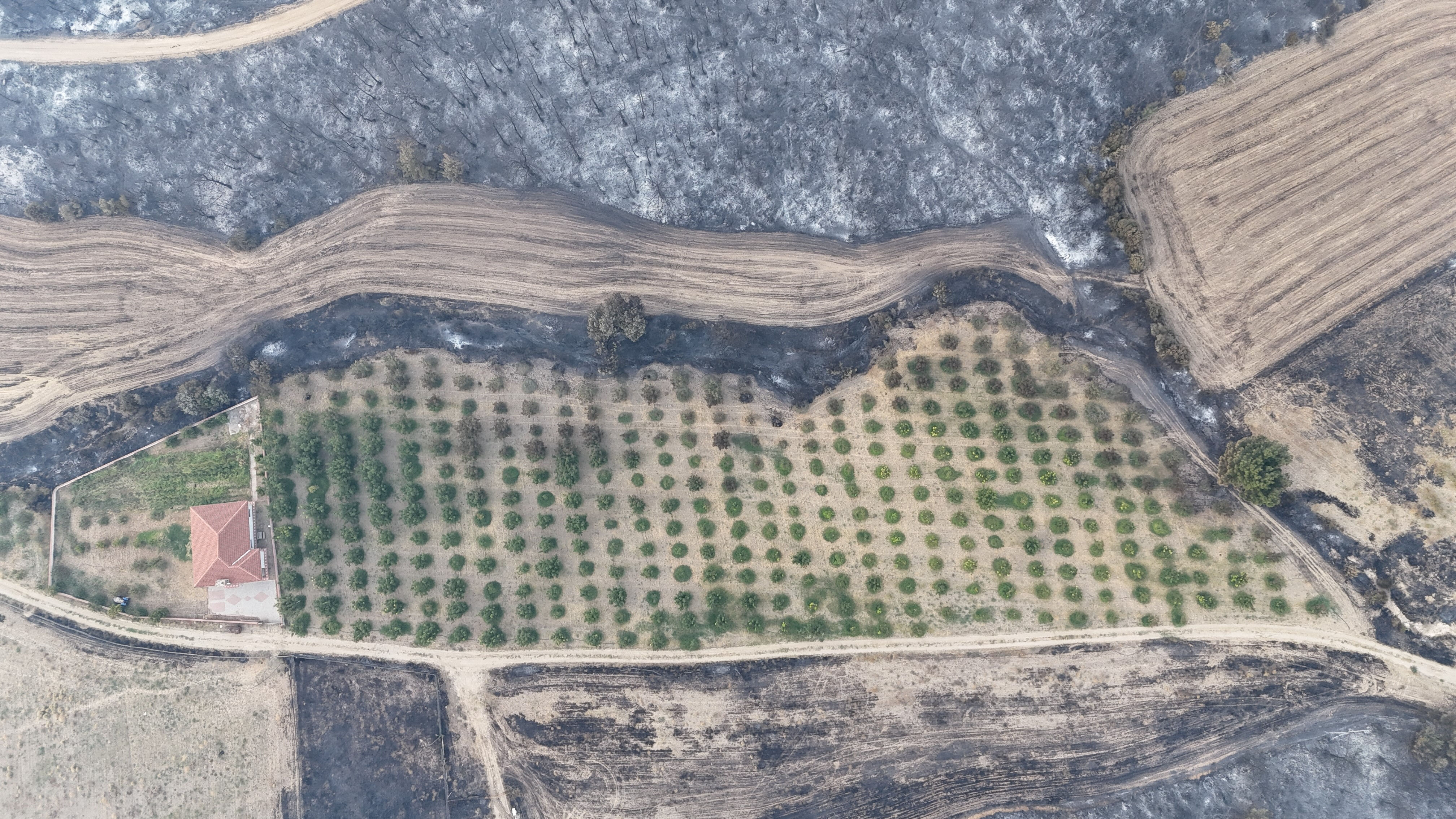 Etrafı küle döndü, sadece orası yeşil kaldı: Gelibolu bu ceviz bahçesini konuşuyor - 1. Resim