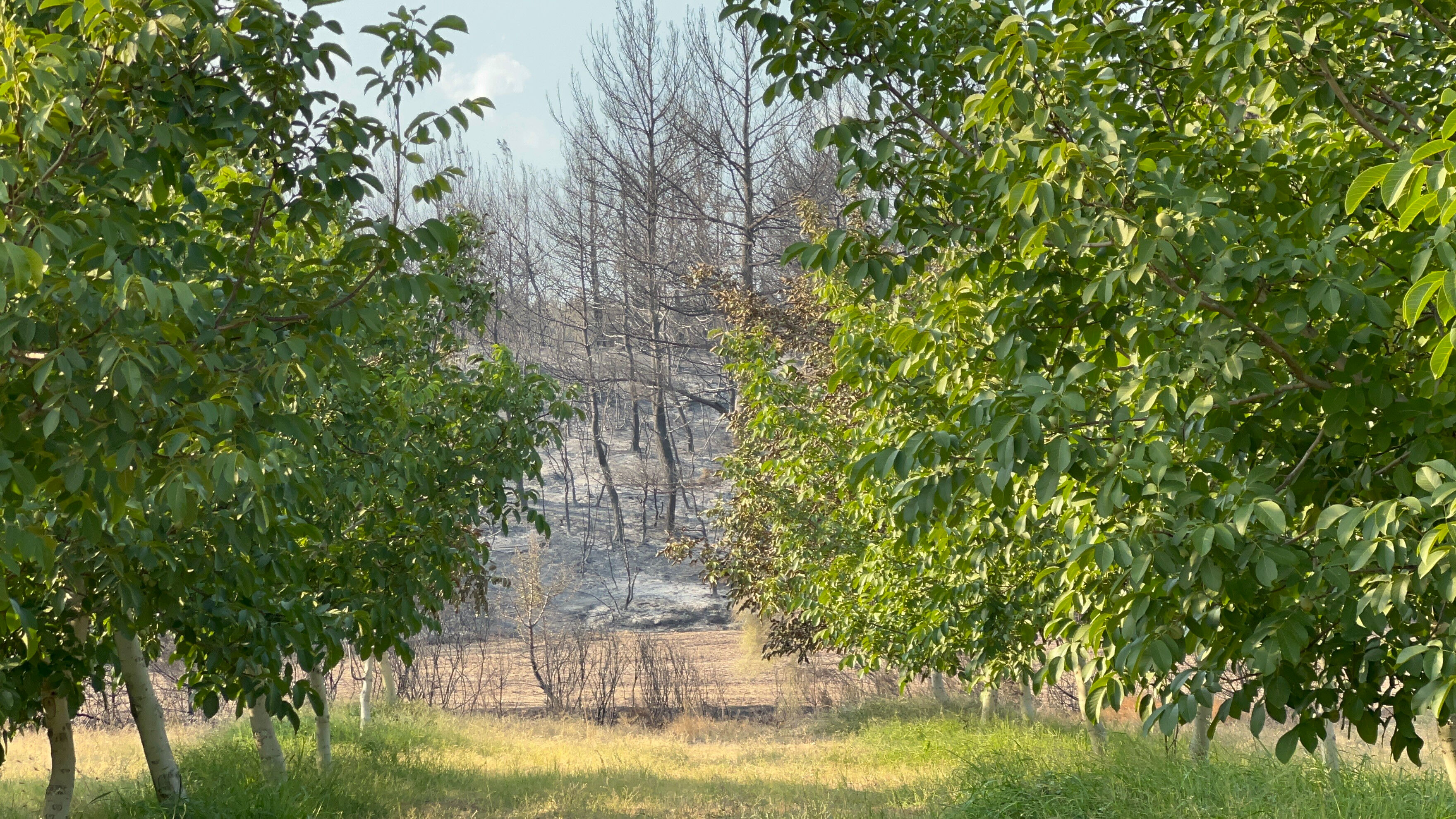 Etrafı küle döndü, sadece orası yeşil kaldı: Gelibolu bu ceviz bahçesini konuşuyor - 2. Resim