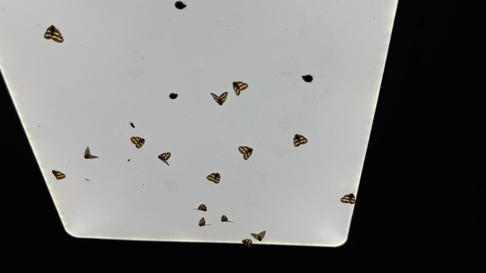 Gündüz görünmüyor, gece istila ediyor: Rizelilerin kabusu oldular! Sabaha kadar temizlik nöbeti - 1. Resim