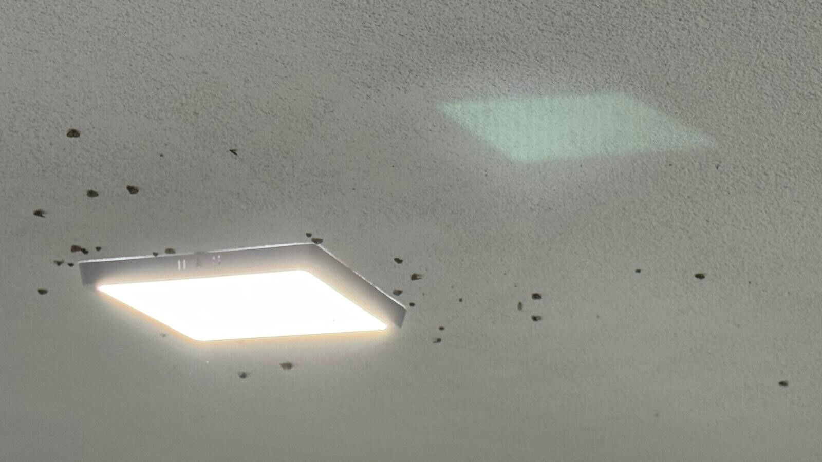 Gündüz görünmüyor, gece istila ediyor: Rizelilerin kabusu oldular! Sabaha kadar temizlik nöbeti - 3. Resim