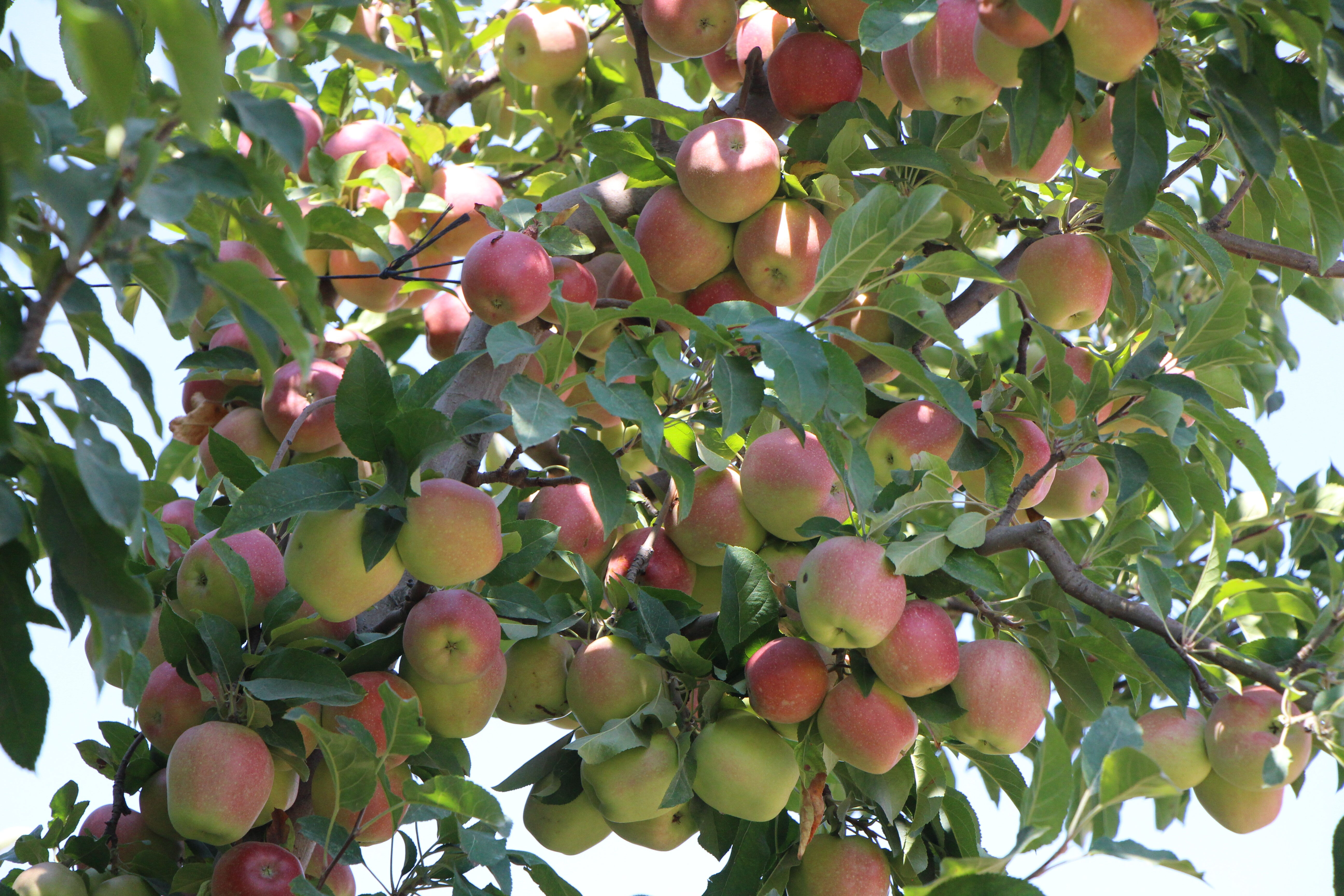 Kilosu bahçede 50 TL! Bu yılki hasattan 4 milyon TL kazanacak - 4. Resim