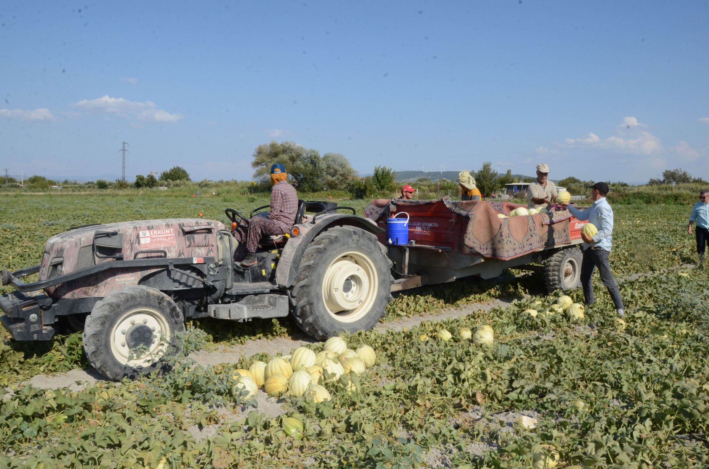 Türkiye'nin coğrafi işaret tescilli 38. ürünü! Hasat başladı, 30 bin ton rekolte bekleniyor - 1. Resim