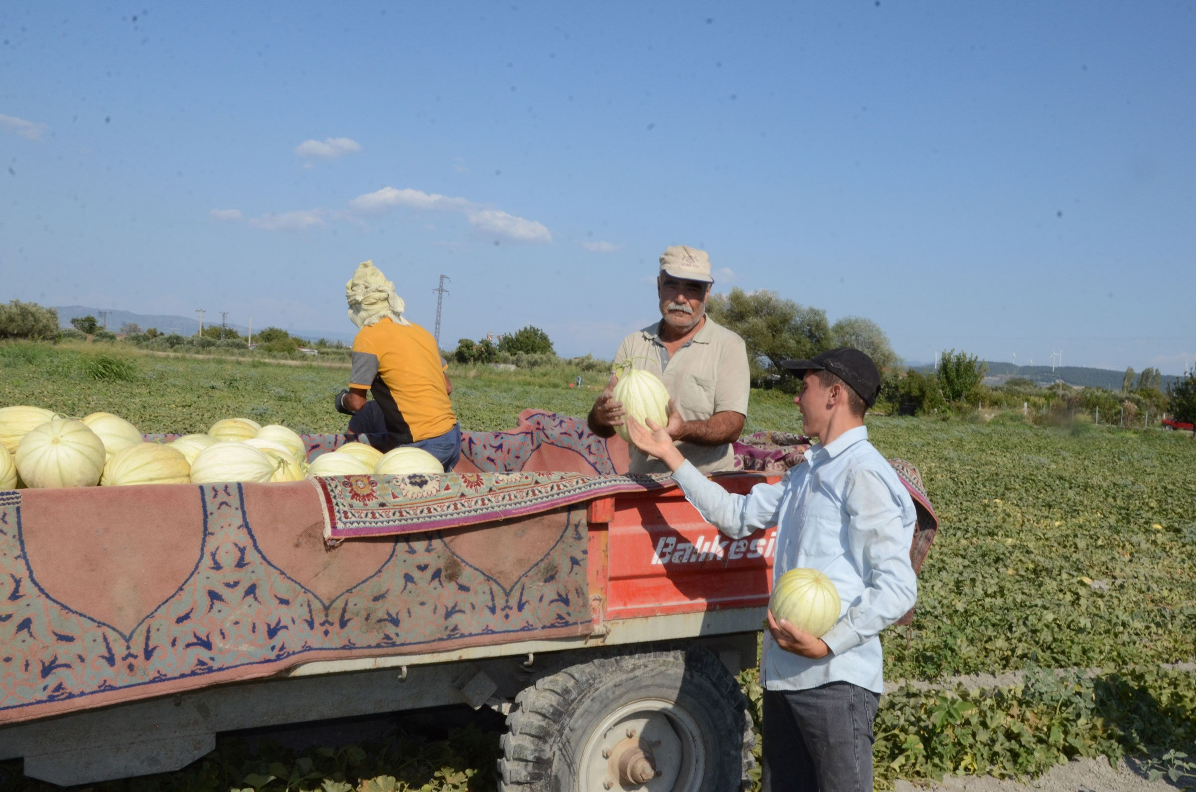 Türkiye'nin coğrafi işaret tescilli 38. ürünü! Hasat başladı, 30 bin ton rekolte bekleniyor - 3. Resim