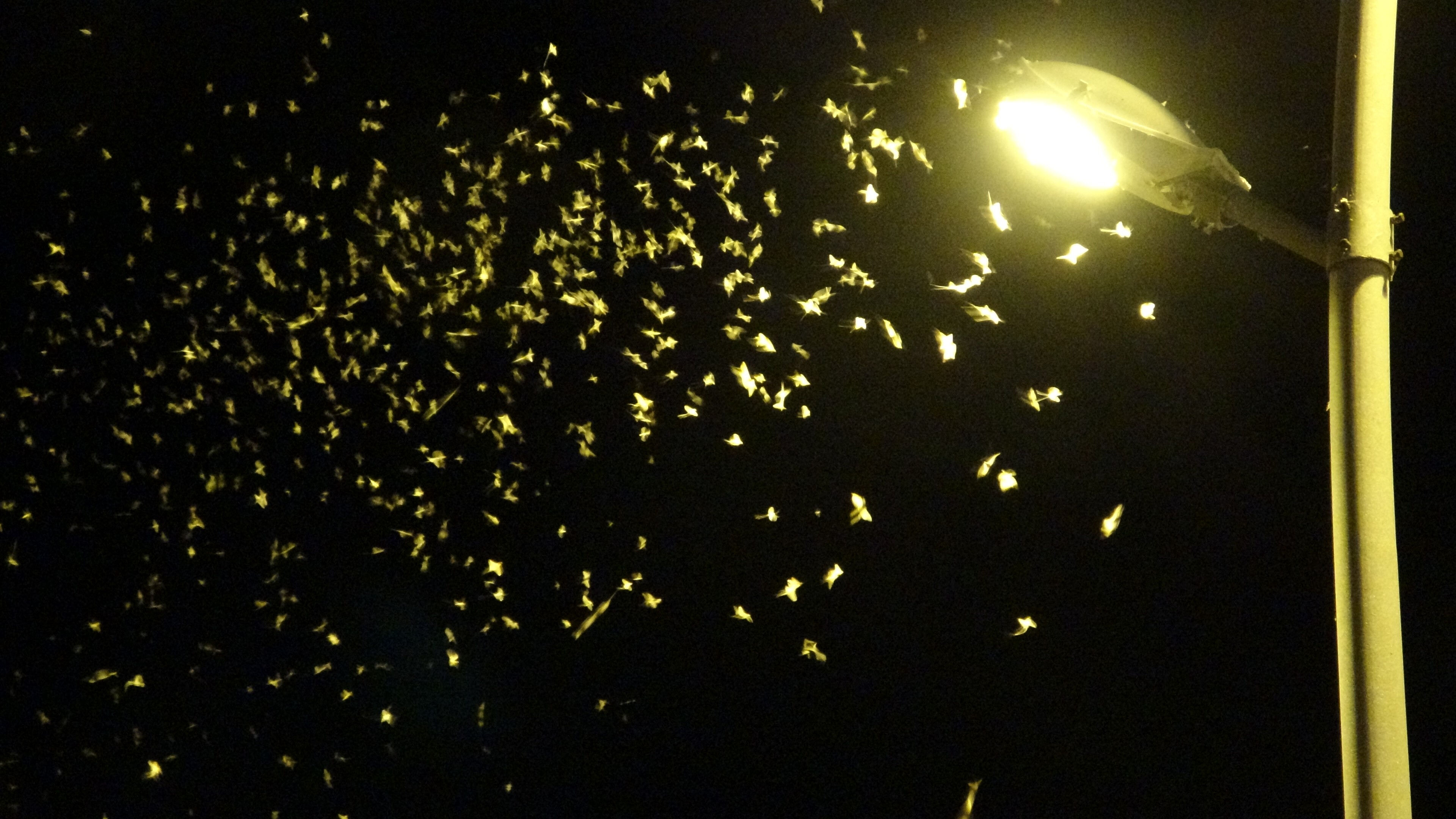 Yılda 1 defa oluyor! Yarım saat sürüyor: Ardahan'da ortaya çıktı - 1. Resim