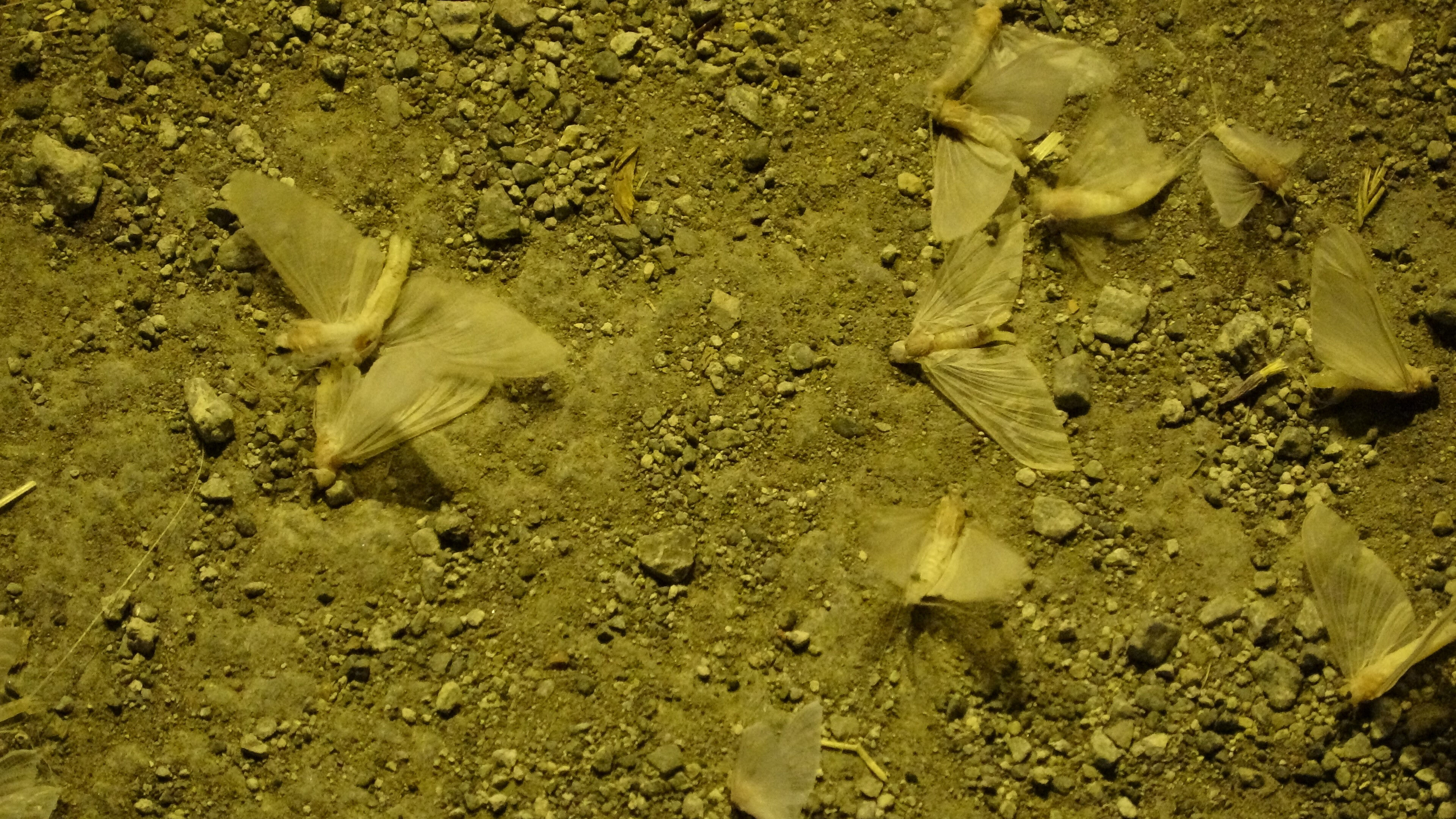 Yılda 1 defa oluyor! Yarım saat sürüyor: Ardahan'da ortaya çıktı - 2. Resim