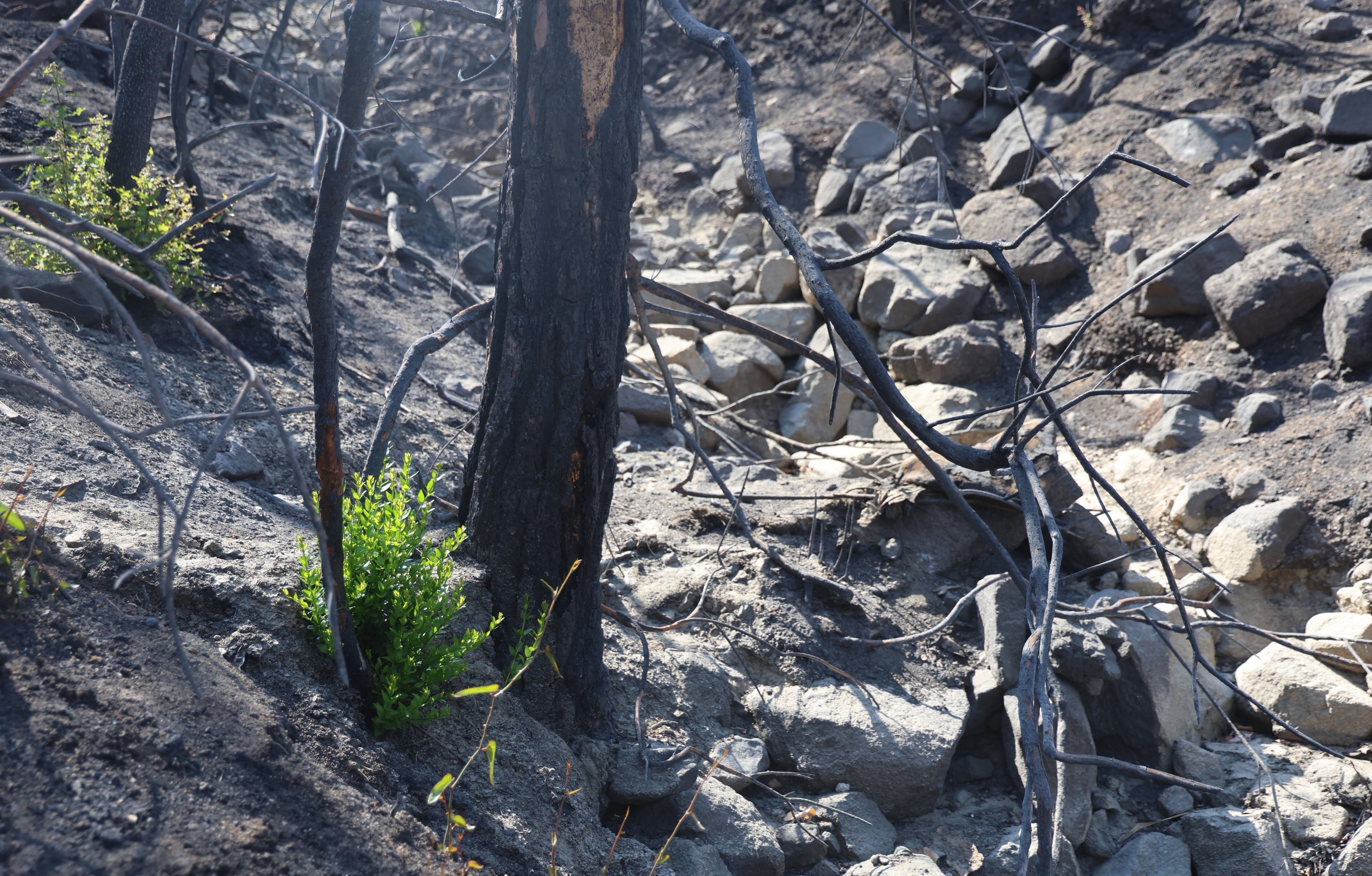 2 gün boyunca yanmıştı! Küle dönen ormandaki son gelişme gözyaşlarına sebep oldu - 3. Resim