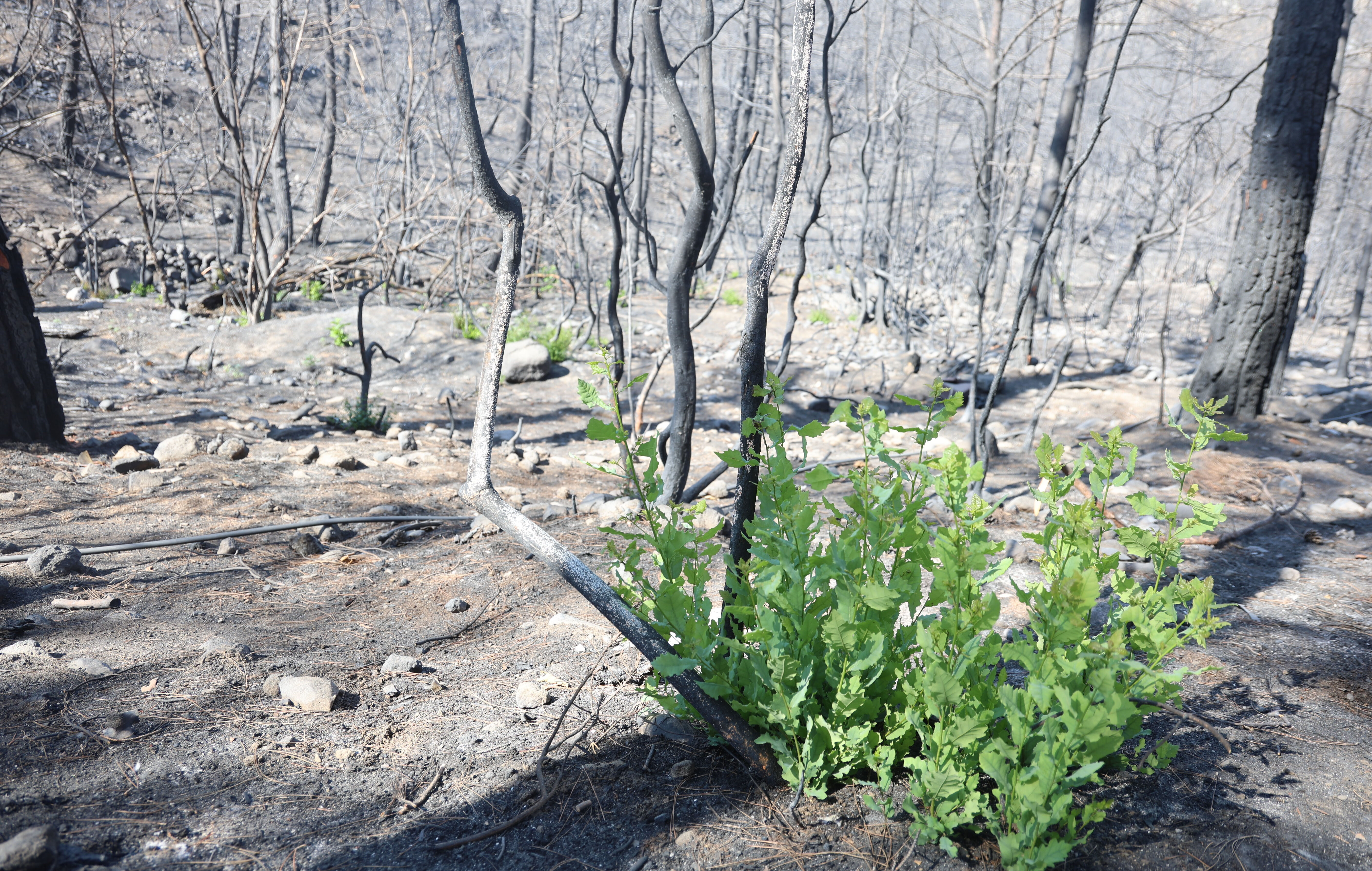 2 gün boyunca yanmıştı! Küle dönen ormandaki son gelişme gözyaşlarına sebep oldu - 1. Resim