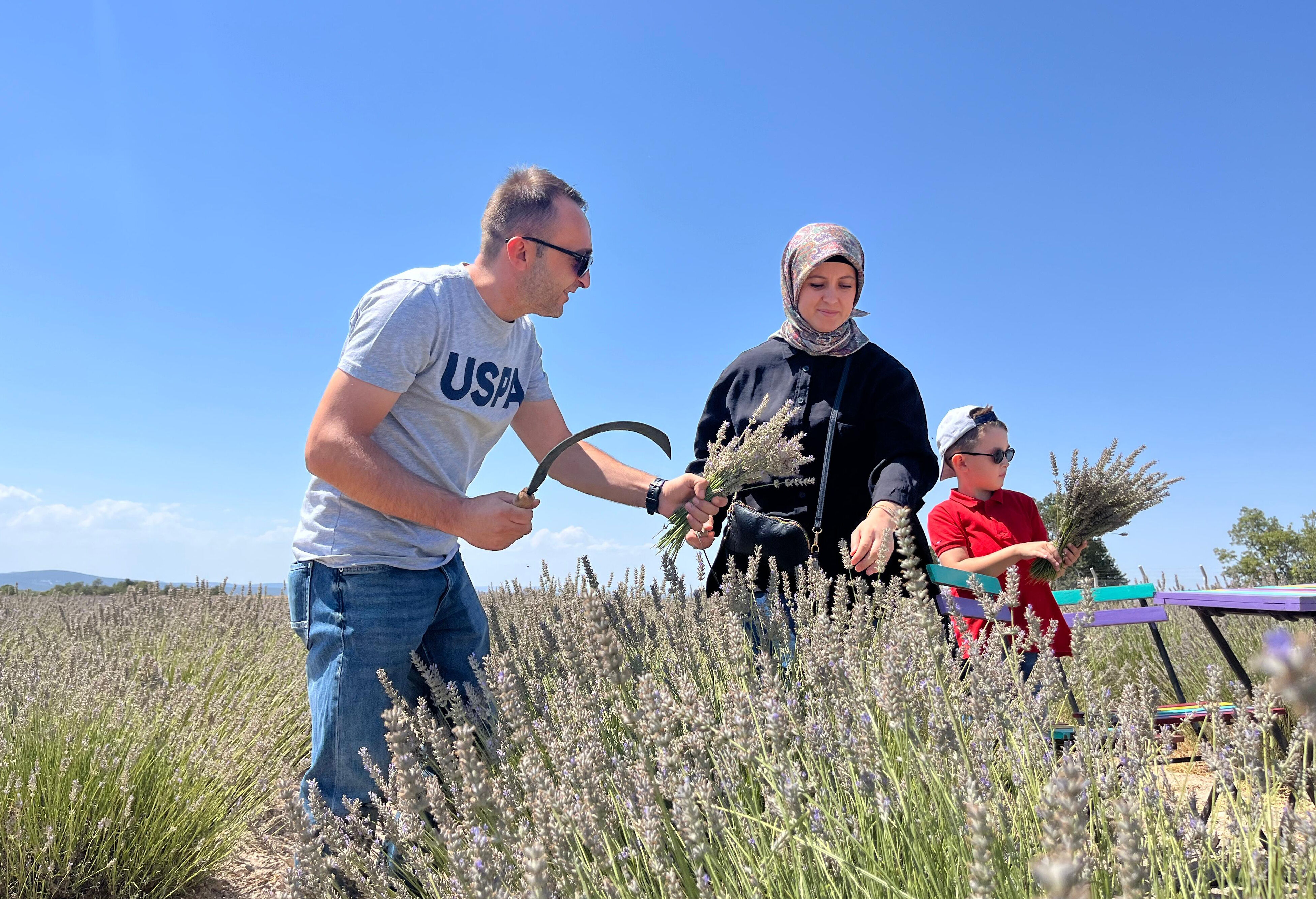 Bu hasatta işçi çalışmıyor! Makasını getiren tarlaya giriyor, 100 kilosundan 2 litre yağ çıkıyor - 3. Resim