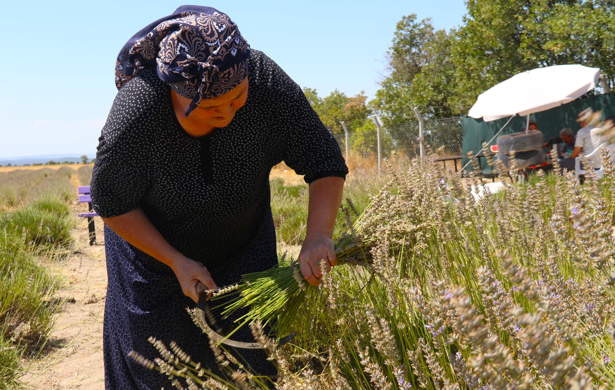 Bu hasatta işçi çalışmıyor! Makasını getiren tarlaya giriyor, 100 kilosundan 2 litre yağ çıkıyor - 5. Resim