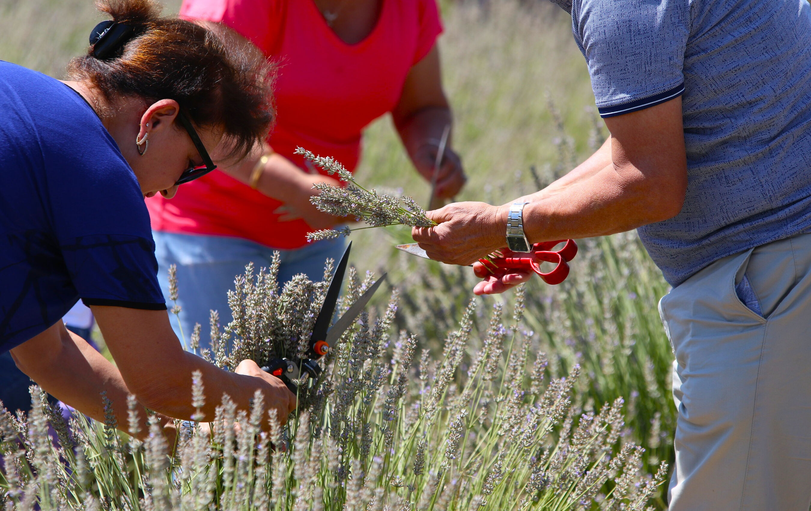 Bu hasatta işçi çalışmıyor! Makasını getiren tarlaya giriyor, 100 kilosundan 2 litre yağ çıkıyor - 2. Resim