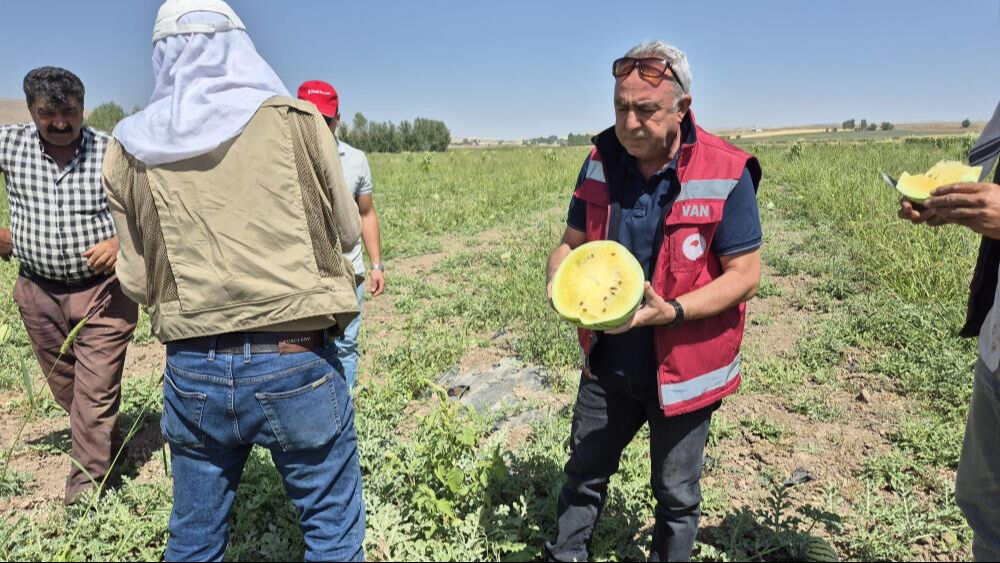 İran'dan Türkiye'ye getirdi! Dışı yeşil, içi sarı... Tadan ananasa benzetiyor - 3. Resim