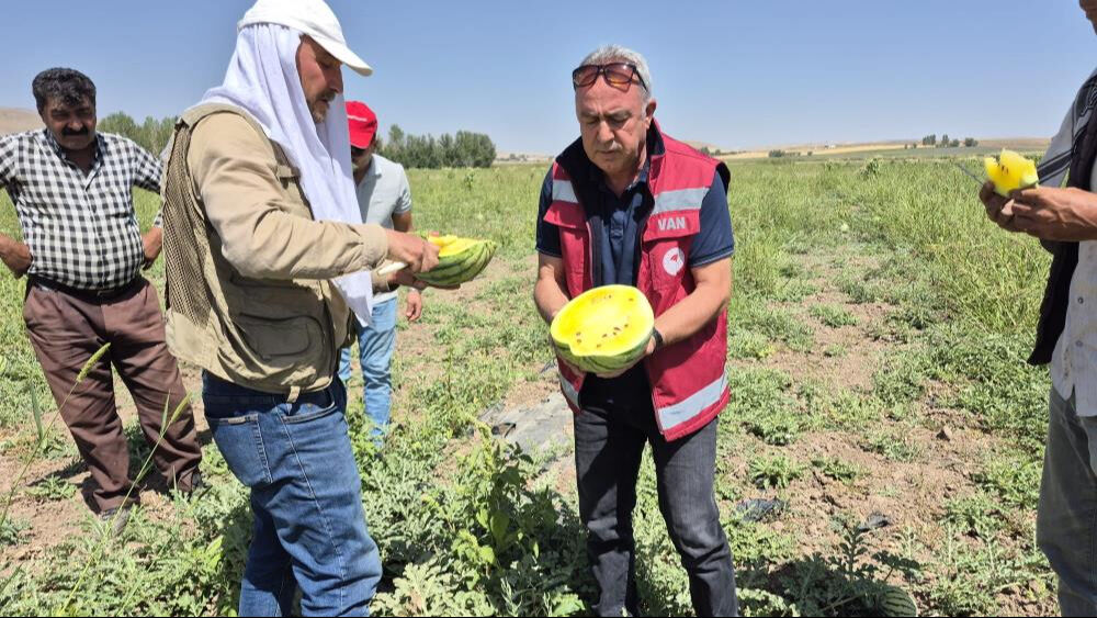 İran'dan Türkiye'ye getirdi! Dışı yeşil, içi sarı... Tadan ananasa benzetiyor - 2. Resim
