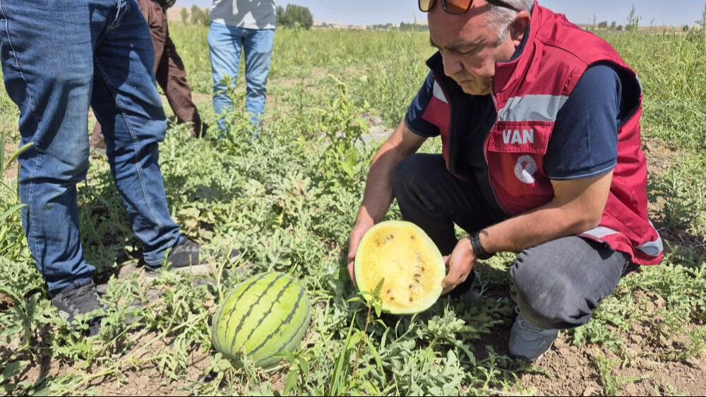 İran'dan Türkiye'ye getirdi! Dışı yeşil, içi sarı... Tadan ananasa benzetiyor - 1. Resim