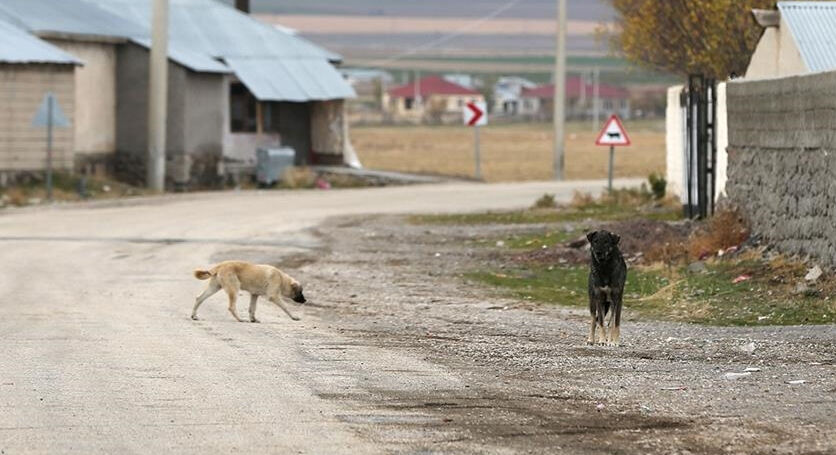 Köpeklerden kaçan kadın, otomobilin altında kalarak can verdi - 1. Resim