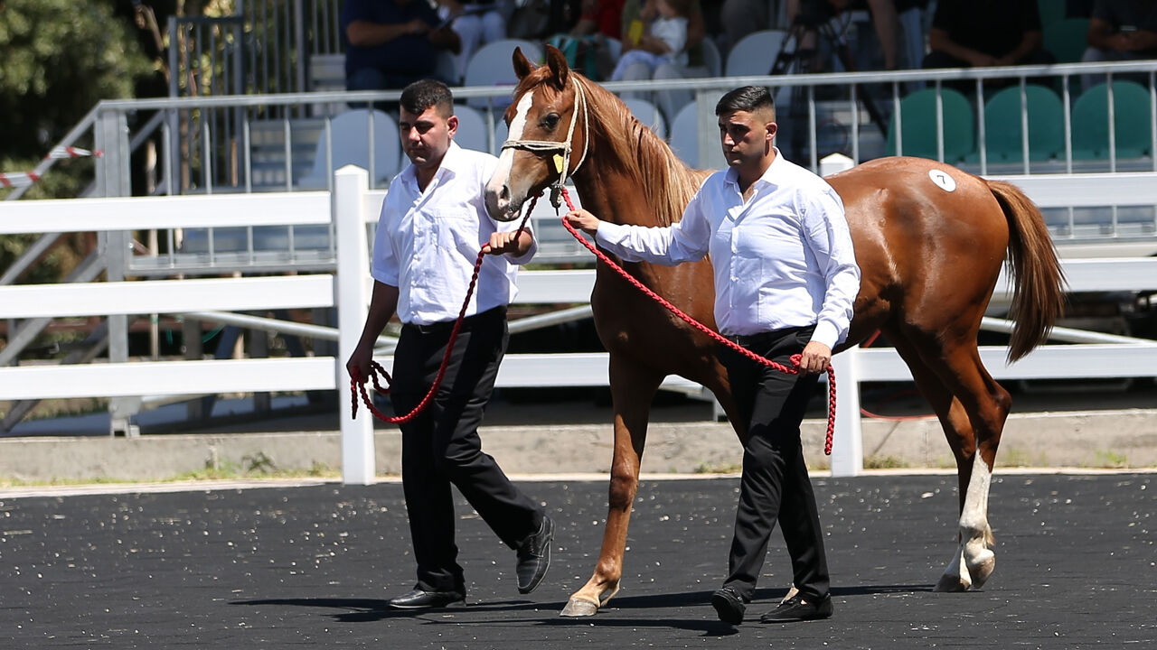 Onlarca taydan dudak uçuklatan gelir sağlandı! Otomobil fiyatına satıldılar - 2. Resim