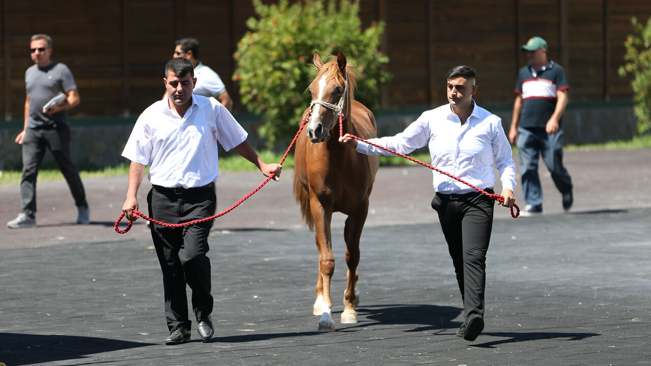 Onlarca taydan dudak uçuklatan gelir sağlandı! Otomobil fiyatına satıldılar - 4. Resim