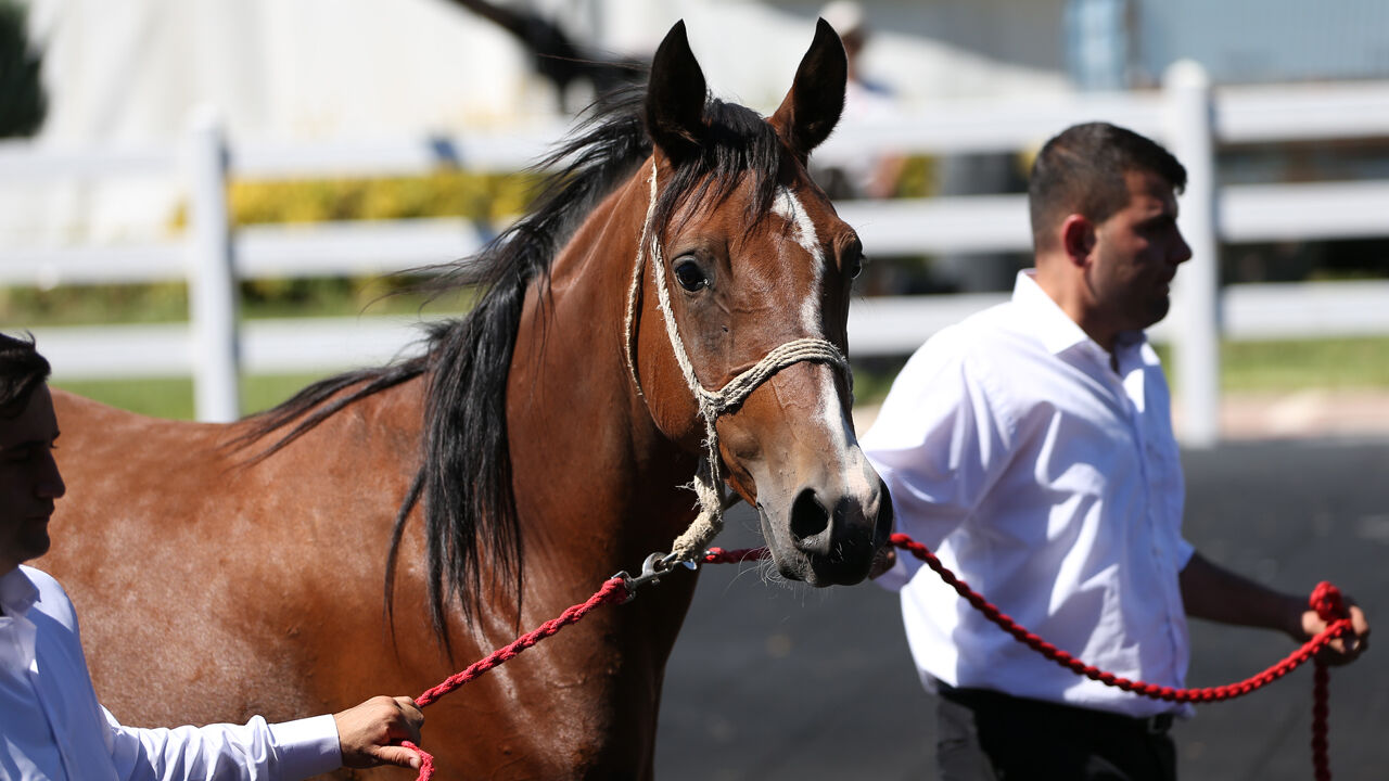 Onlarca taydan dudak uçuklatan gelir sağlandı! Otomobil fiyatına satıldılar - 1. Resim