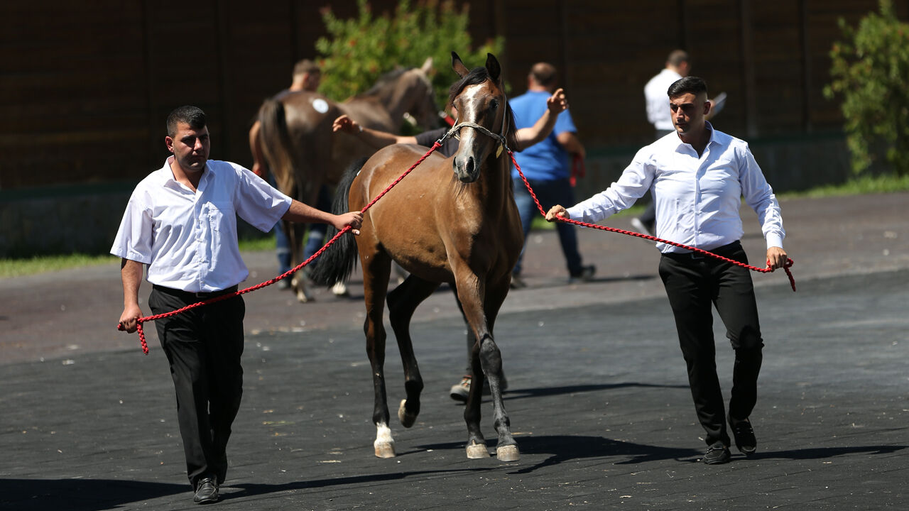 Onlarca taydan dudak uçuklatan gelir sağlandı! Otomobil fiyatına satıldılar - 5. Resim