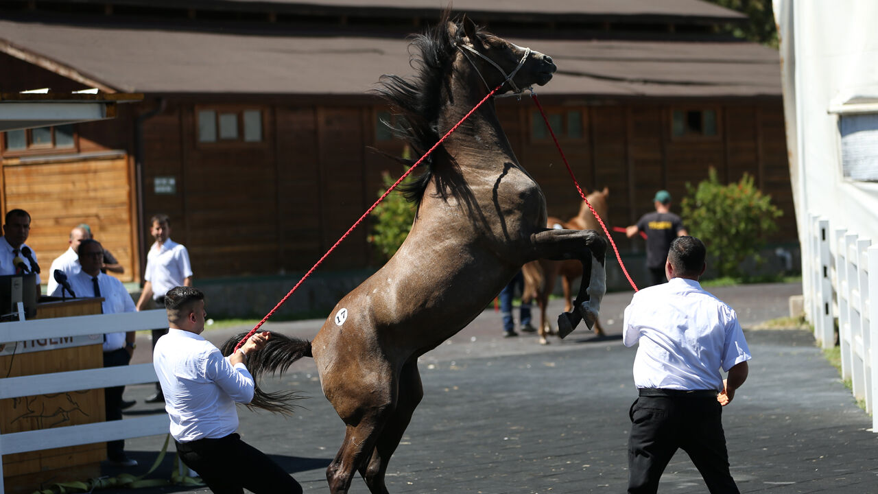 Onlarca taydan dudak uçuklatan gelir sağlandı! Otomobil fiyatına satıldılar - 6. Resim