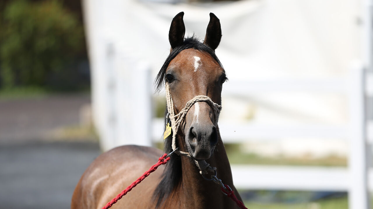 Onlarca taydan dudak uçuklatan gelir sağlandı! Otomobil fiyatına satıldılar - 3. Resim