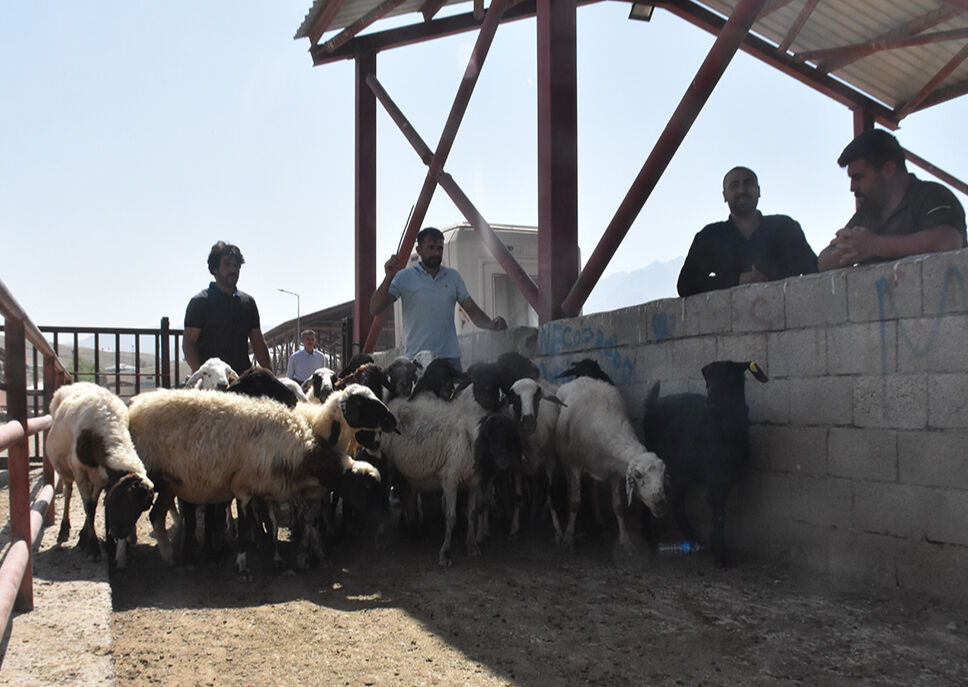 Şap karantinası sona erdi, o ilde hayvan pazarına izin çıktı - 1. Resim