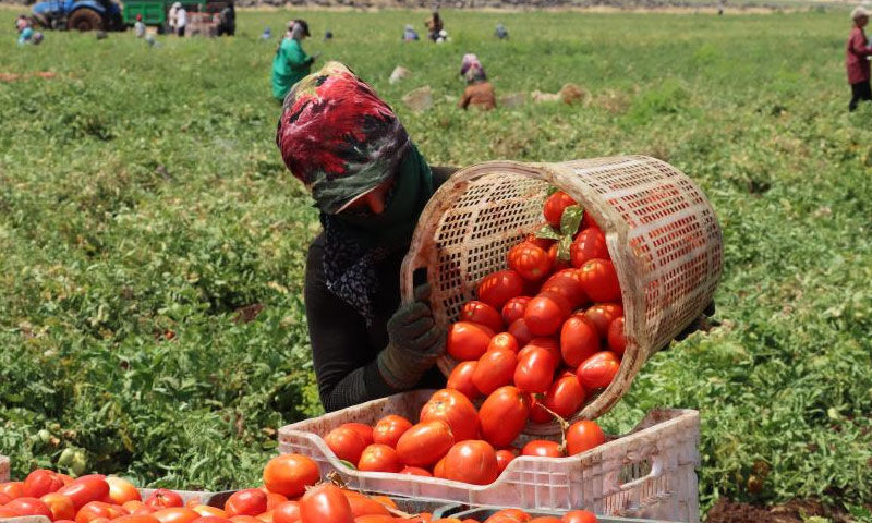 “Siverek’in altını”na dünya talip! Birçok ülkeye ihraç ediliyor, almak için sıraya giriyorlar - 1. Resim