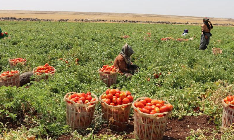 “Siverek’in altını”na dünya talip! Birçok ülkeye ihraç ediliyor, almak için sıraya giriyorlar - 4. Resim